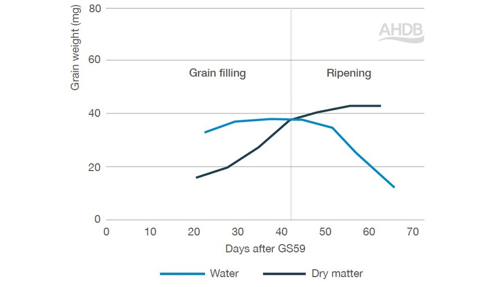 Grain dry weight and water content for winter barley